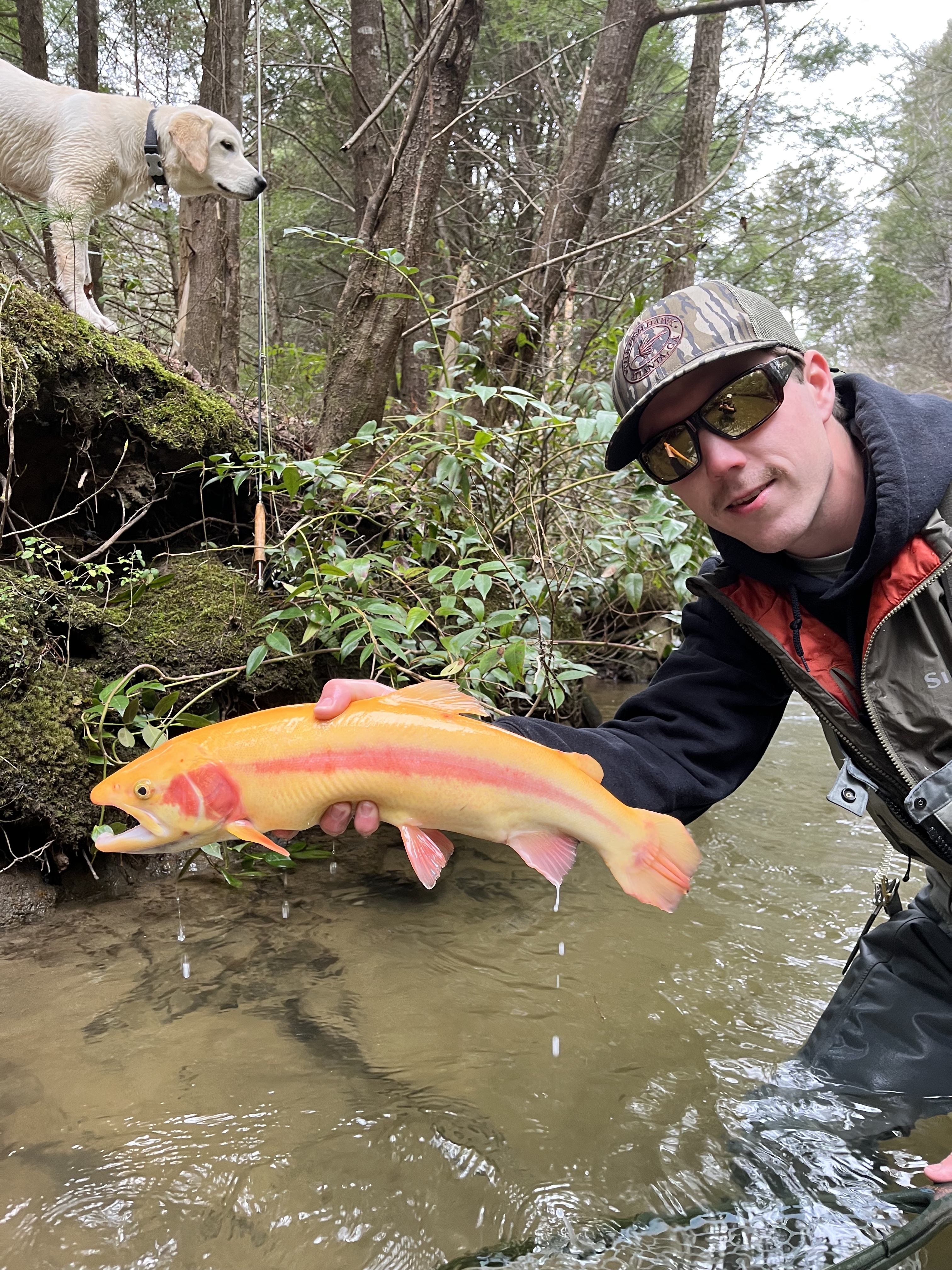 Another large trout caught from the river